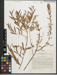 Foto von Salix songarica Andersson